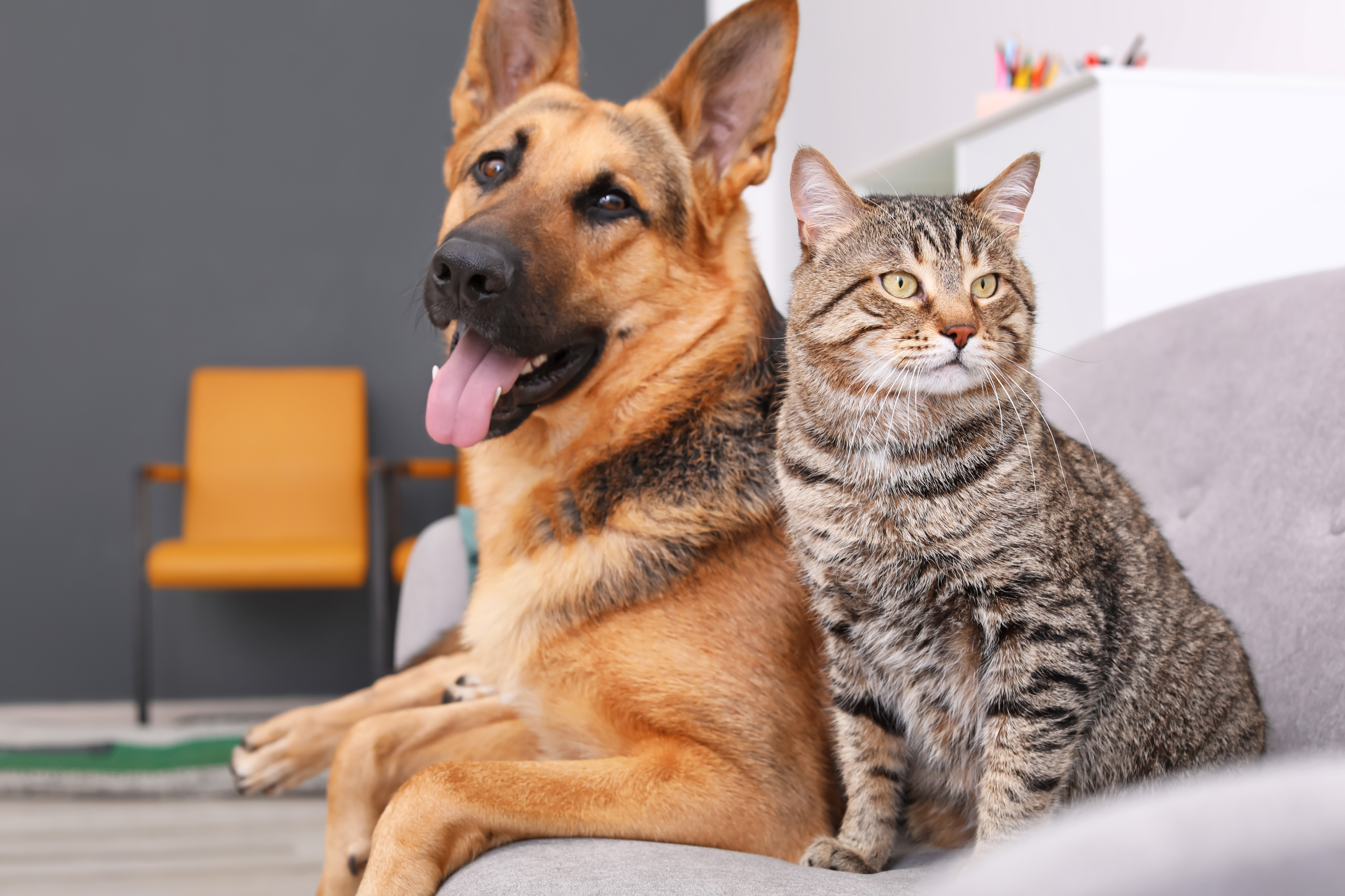 Mascotas de la familia Natura506pets